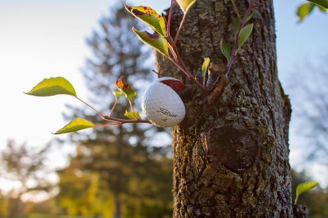 A golf ball cut in half placed on a tree branch.